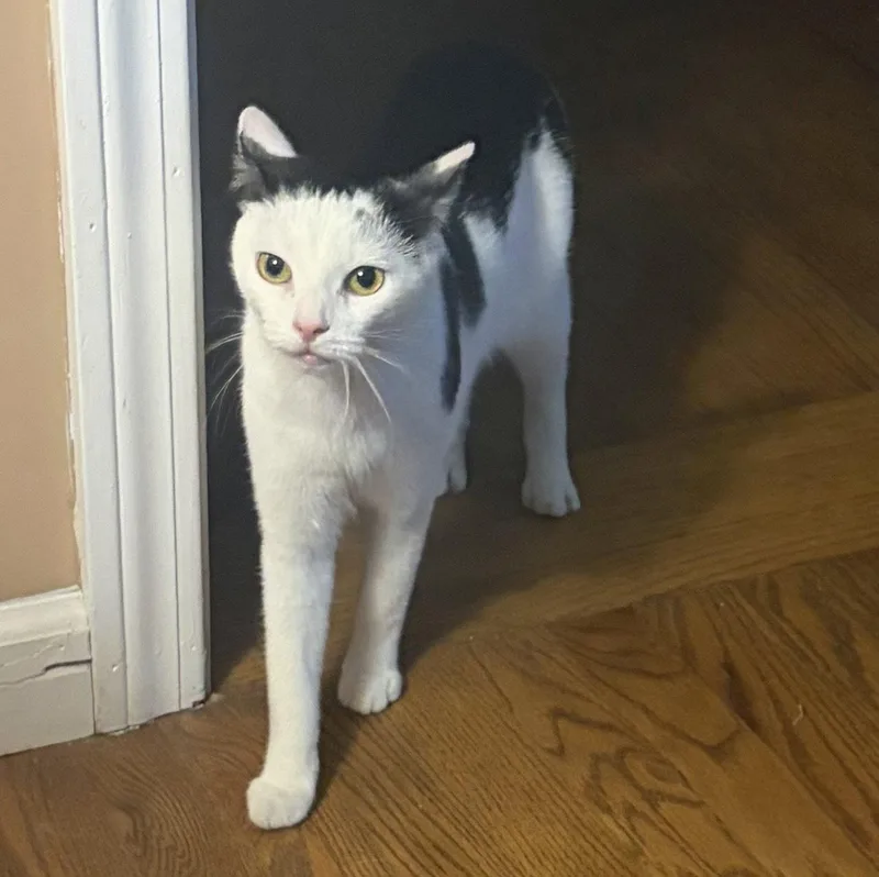 An adult medium-sized female Black & White / Tuxedo Domestic Short Hair cat named Opal for adoption in Naugatuck, CT