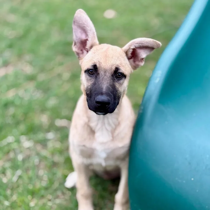 Aurelia Lld thumbnail 2