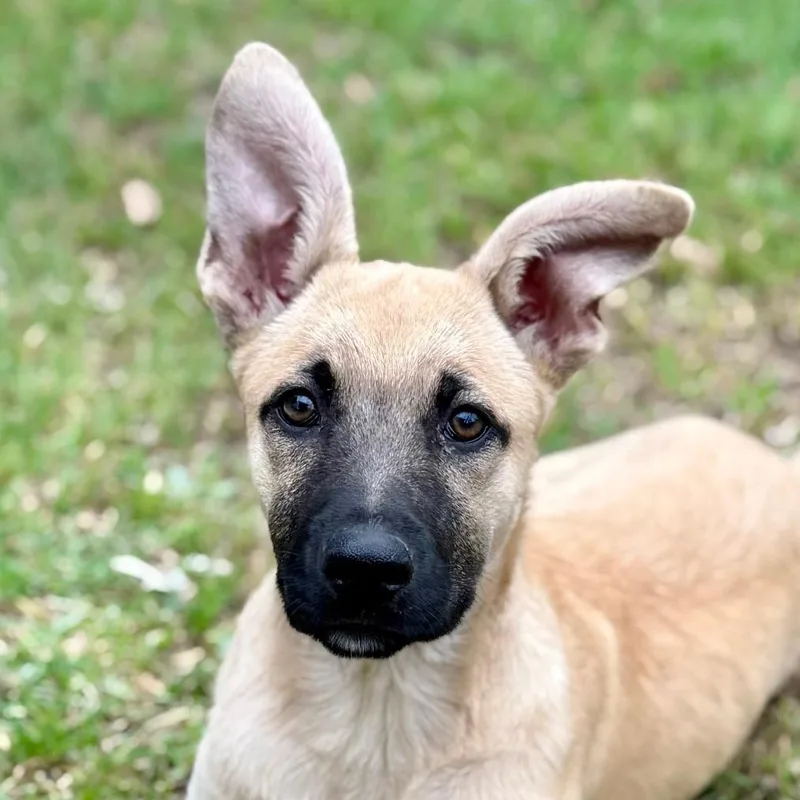 A baby medium-sized female Yellow / Tan / Blond / Fawn Belgian Shepherd / Malinois dog named Aurelia Lld for adoption in Austin, TX