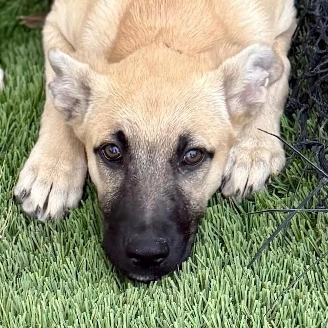 Aurelia Lld thumbnail 4