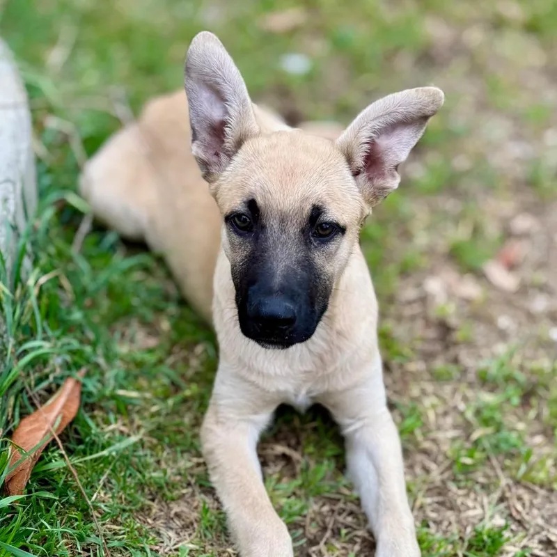 Aurelia Lld thumbnail 6