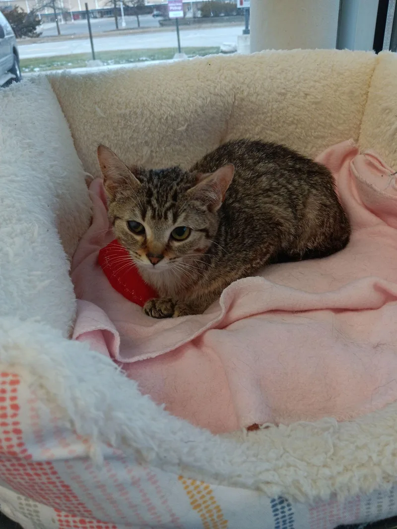 C Litter Robin thumbnail 2