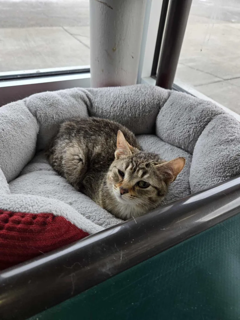 C Litter Robin thumbnail 3