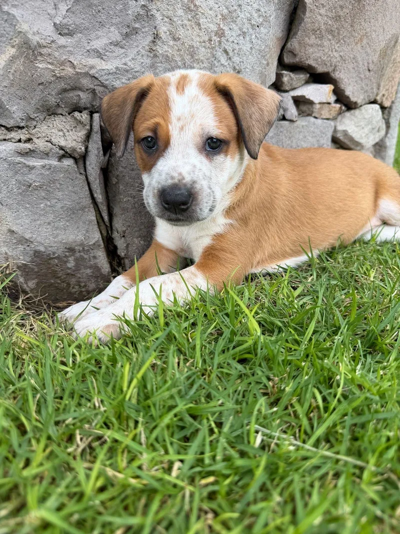 Wiggles thumbnail 4