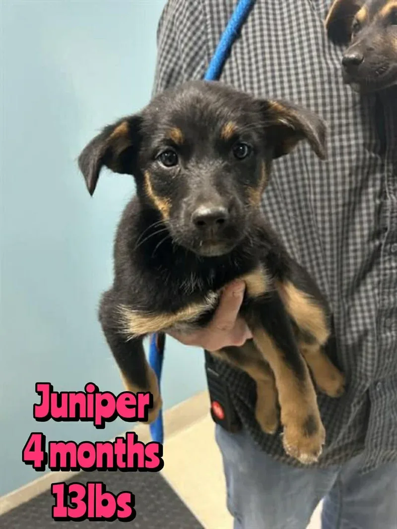 A baby medium-sized female Mixed Breed dog named Juniper for adoption in Holbrook, NY