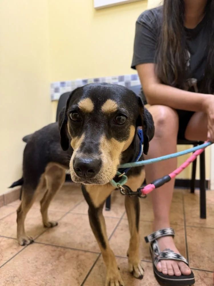 An adult medium-sized female Brown / Chocolate Hound dog named Salem for adoption in Carrollton, VA