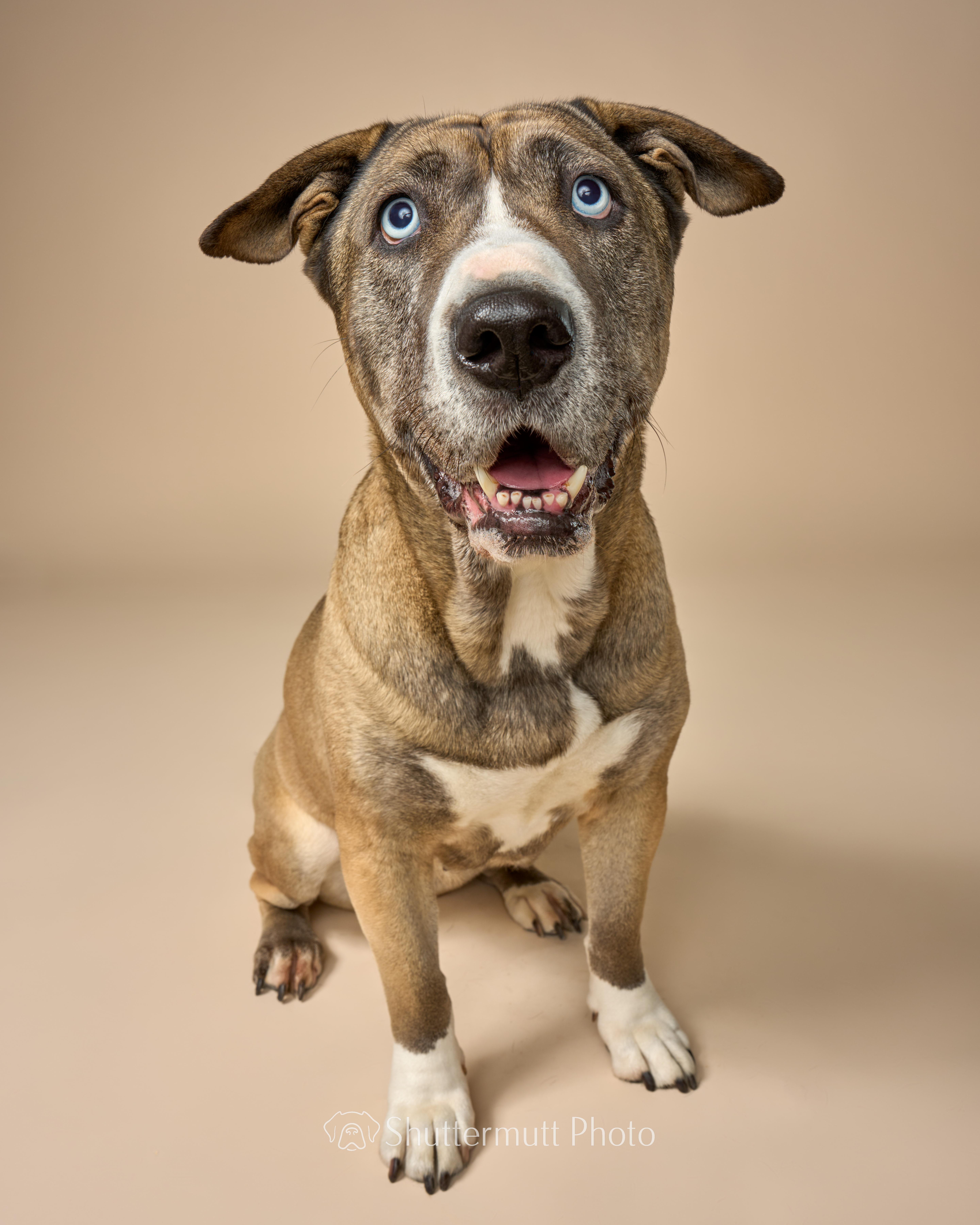 An adult large-sized female Sable Husky dog named Kiki Cupcake for adoption in sherman oaks, CA