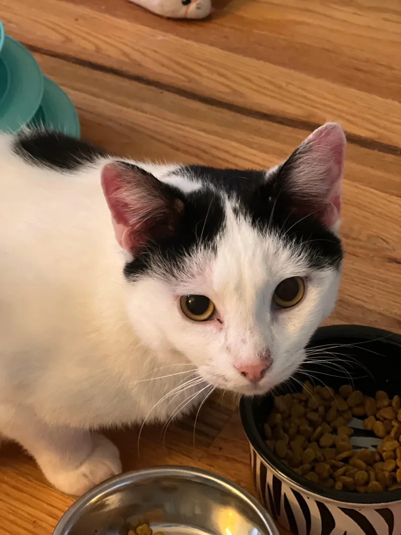 Valentino thumbnail 2