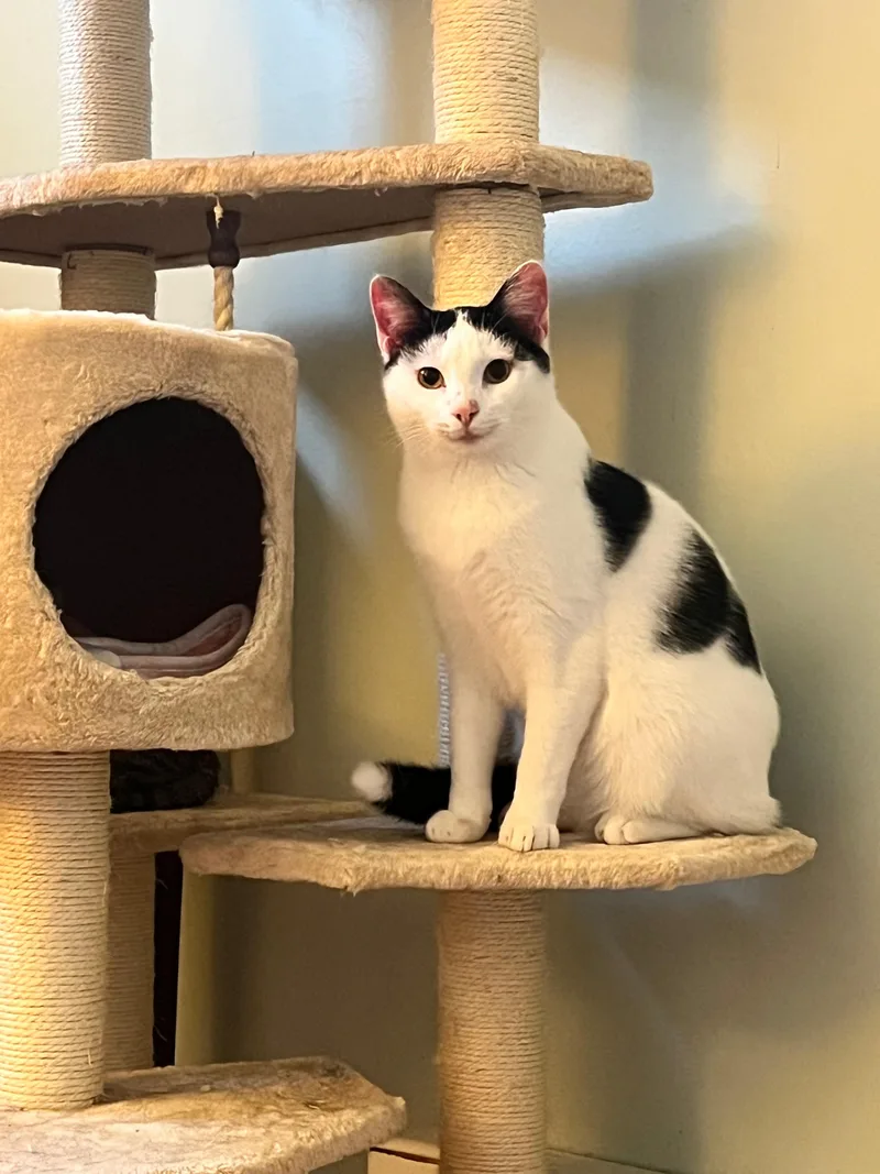 Valentino thumbnail 4