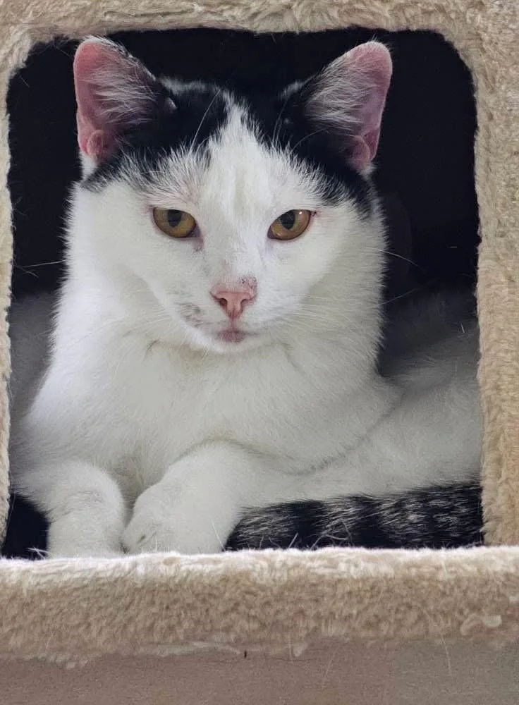 Valentino thumbnail 5