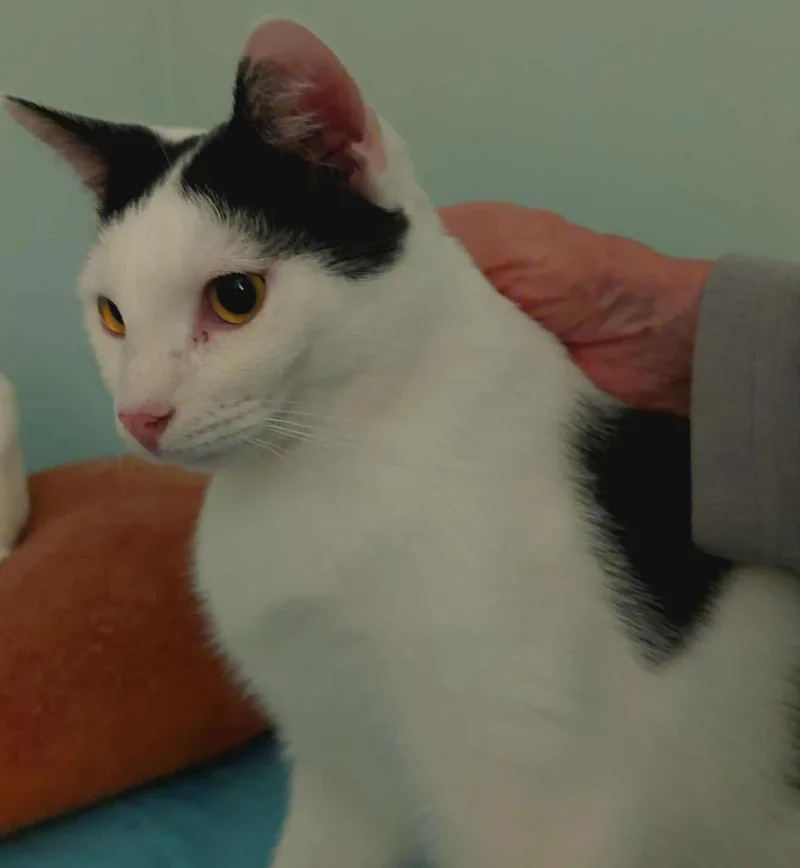 Valentino thumbnail 6