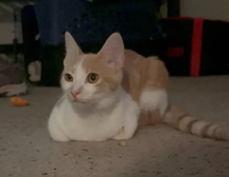 Butter Bean thumbnail 2