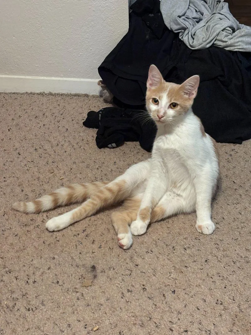 Butter Bean thumbnail 3