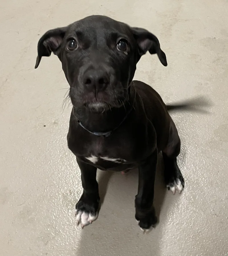 A baby large-sized male Black Labrador Retriever dog named Revere HOLD for adoption in Canton, OH