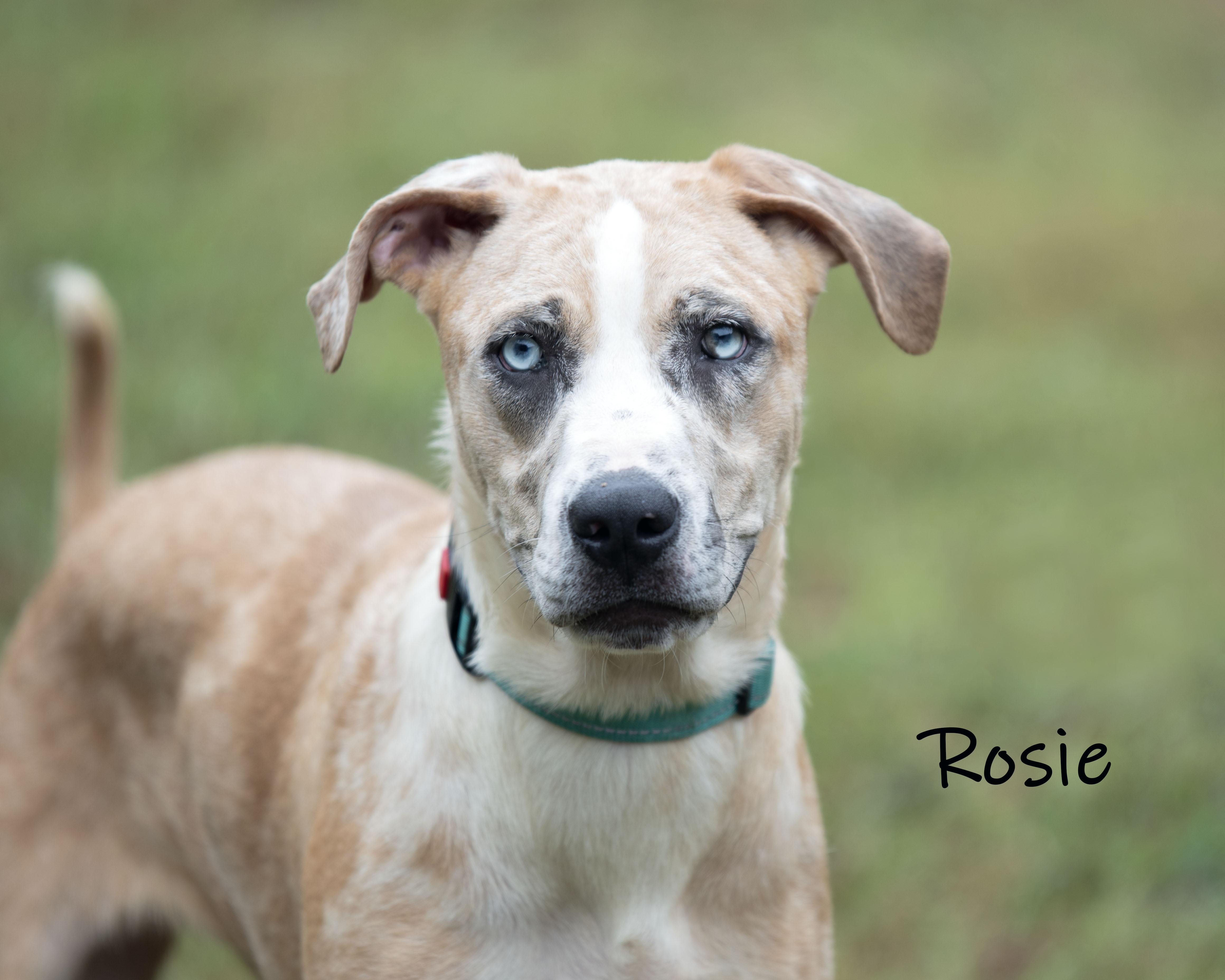 Rosie thumbnail 4