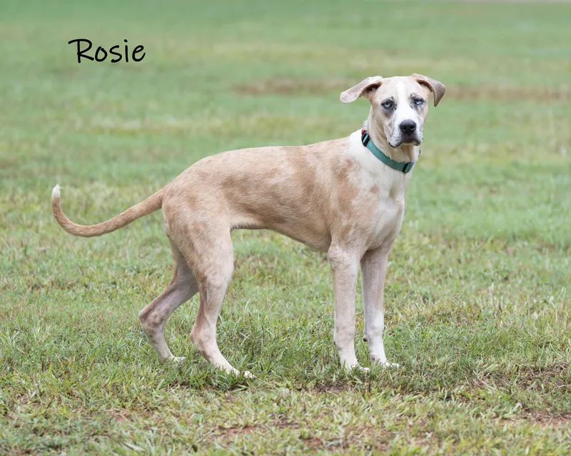 Rosie thumbnail 6
