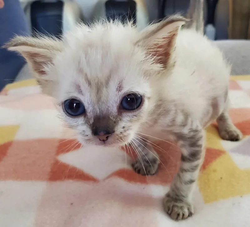 A baby small-sized male Domestic Short Hair cat named Ducky for adoption in HUNTINGTON BEACH, CA