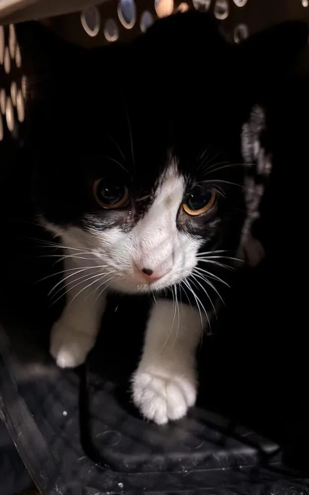 A baby small-sized male Domestic Short Hair cat named Rogue for adoption in Thornton, CO