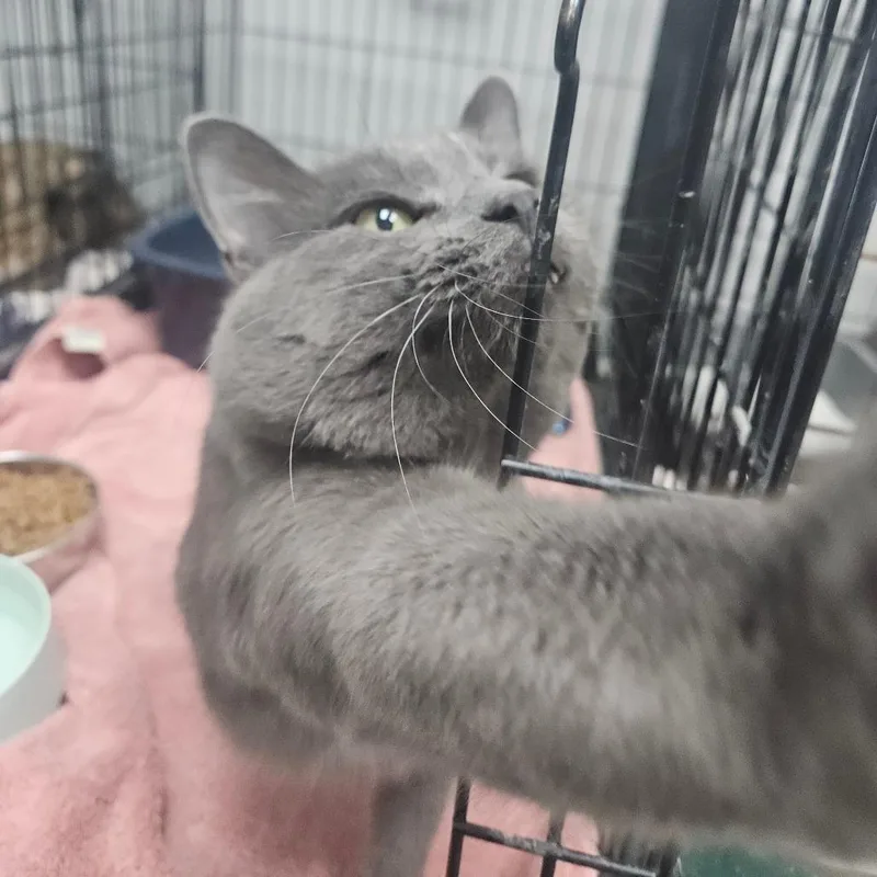 An adult large-sized male Gray / Blue / Silver Domestic Short Hair cat named Fabuloso for adoption in Monticello, IA