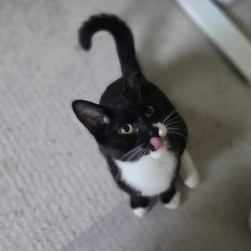 A young medium-sized male Tuxedo cat named Mufasa for adoption in Rochester, NY