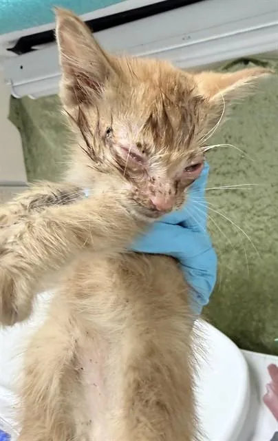 A baby small-sized male Domestic Short Hair cat named Fabio for adoption in Riverside, CA
