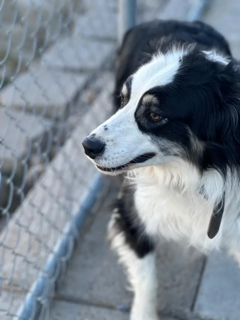 An adult large-sized male Australian Shepherd dog named Jax for adoption in Green River, WY