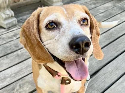 An adult medium-sized male Red / Chestnut / Orange Mixed Breed dog named Oakley for adoption in Georgetown, TX