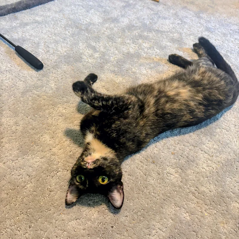 A young medium-sized female Tortoiseshell Domestic Short Hair cat named Cinnamon Toast Crunch for adoption in Apex, NC