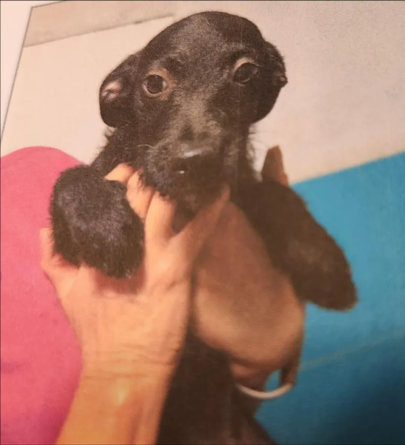 A baby small-sized female Dachshund dog named Kayla for adoption in Thompson Falls, MT