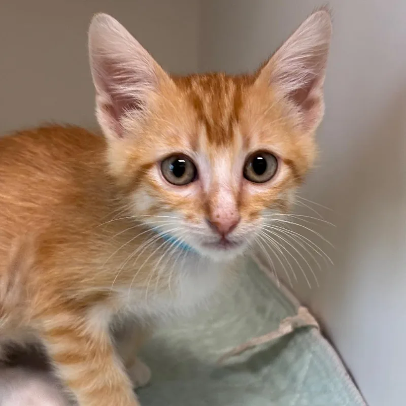 A baby small-sized male Orange / Red Domestic Short Hair cat named Mandarin for adoption in League City, TX