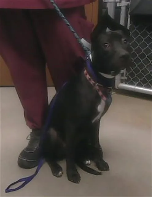 A young large-sized female Pit Bull Terrier dog named Misty for adoption in Phoenix, AZ
