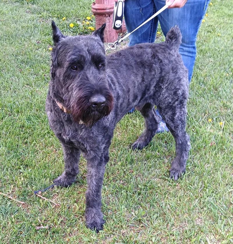 An adult large-sized male Black Bouvier des Flandres dog named Gus for adoption in Westland, MI