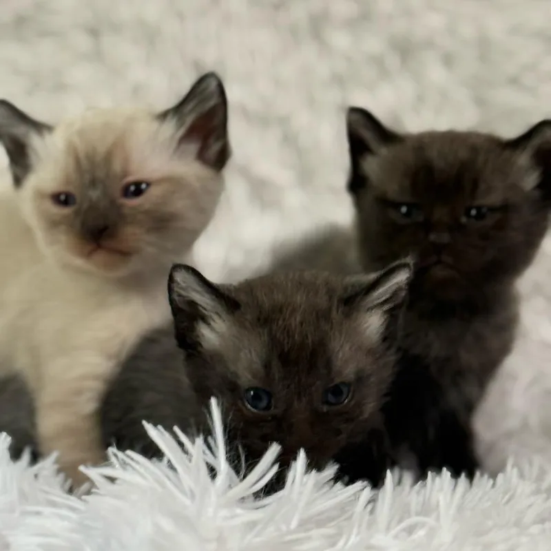 A baby small-sized male Buff / Tan / Fawn Siamese cat named Tsunami for adoption in Brea, CA