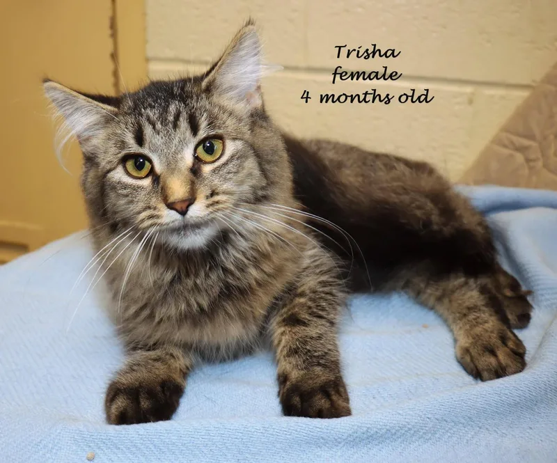 A baby large-sized female Tabby (Brown / Chocolate) Maine Coon cat named Trisha for adoption in Euclid, OH