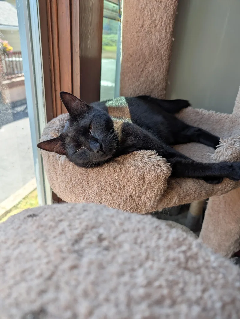 An adult medium-sized male Black Domestic Short Hair cat named Phantom for adoption in Tillamook, OR