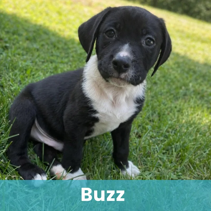 Buzz thumbnail 2
