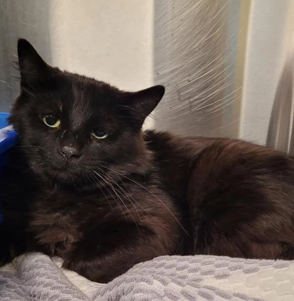 An adult medium-sized male Domestic Medium Hair cat named Trapezoid for adoption in Millersville, MD