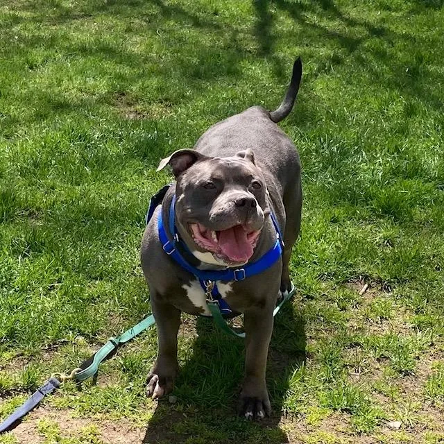An adult large-sized female Pit Bull Terrier dog named Karma for adoption in Methuen, MA