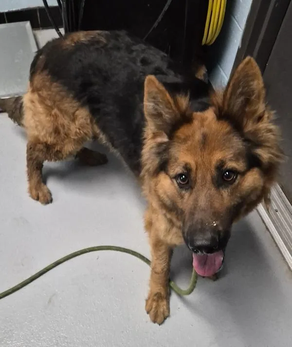 An adult large-sized female German Shepherd Dog dog named Pen  Dakota for adoption in Lawrenceville, GA