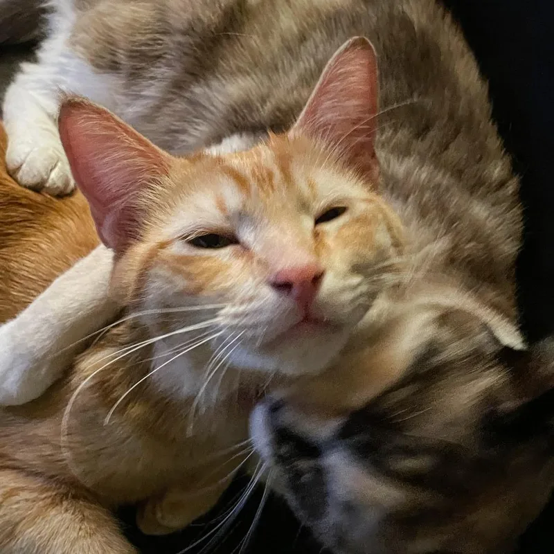 A young small-sized male Orange / Red Domestic Short Hair cat named Tater Tot for adoption in Los Angeles, CA