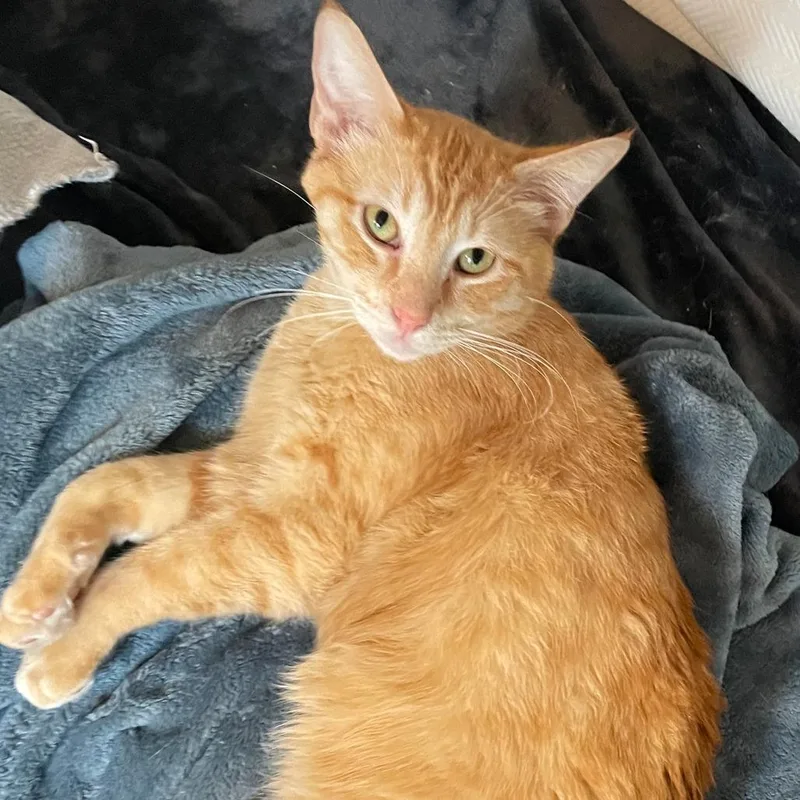 Tater Tot thumbnail 3