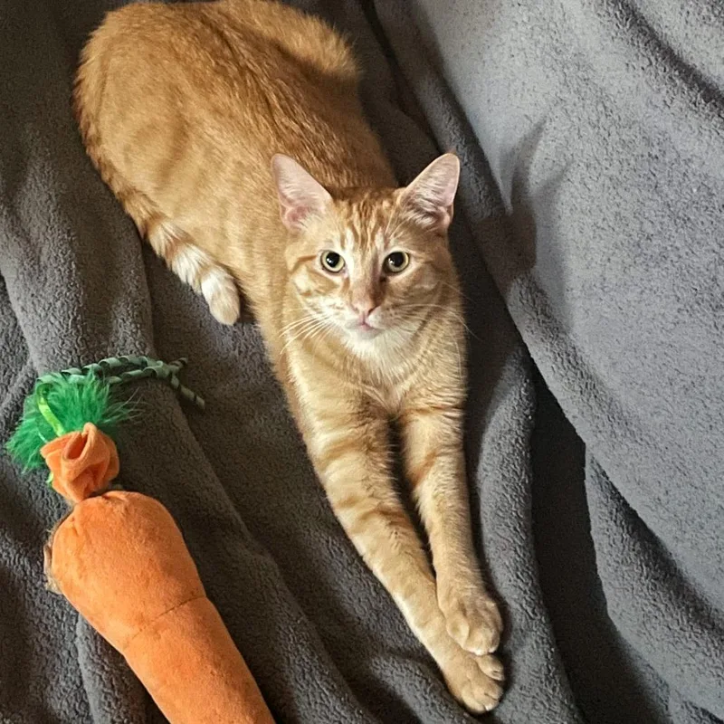 Tater Tot thumbnail 4