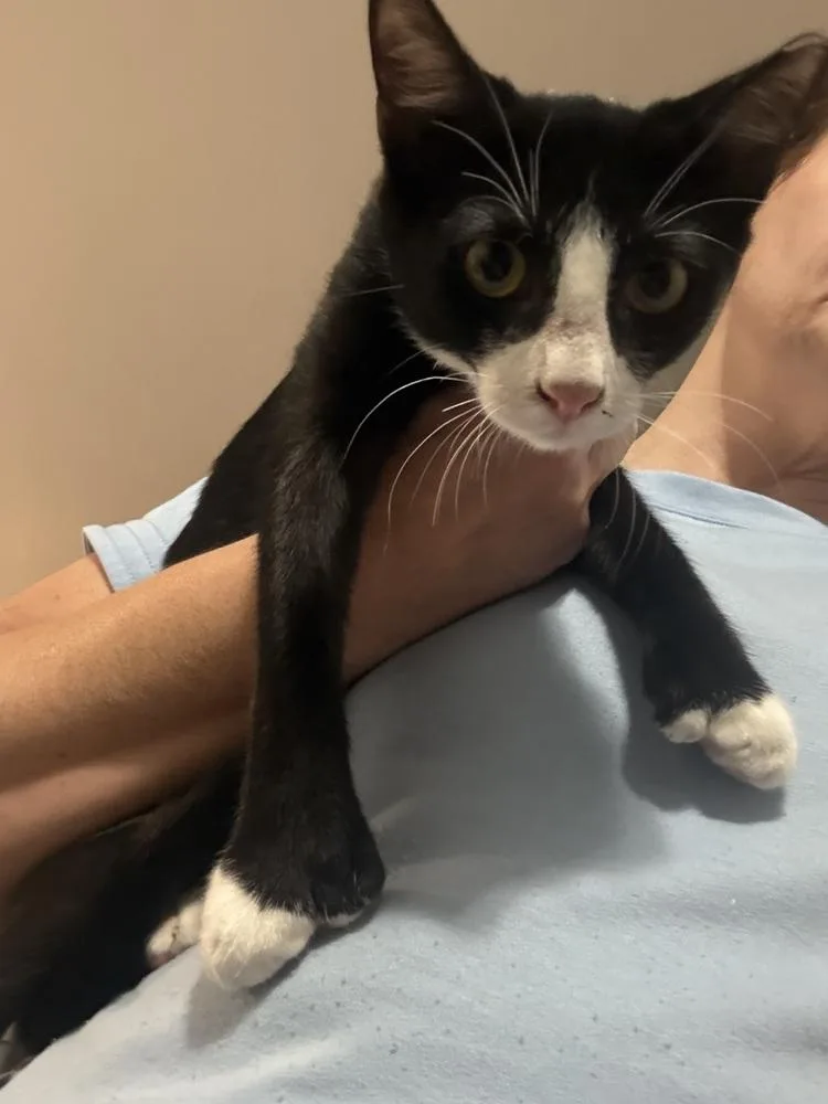 A baby small-sized male Domestic Short Hair cat named Bibbentucker for adoption in Dallas, TX