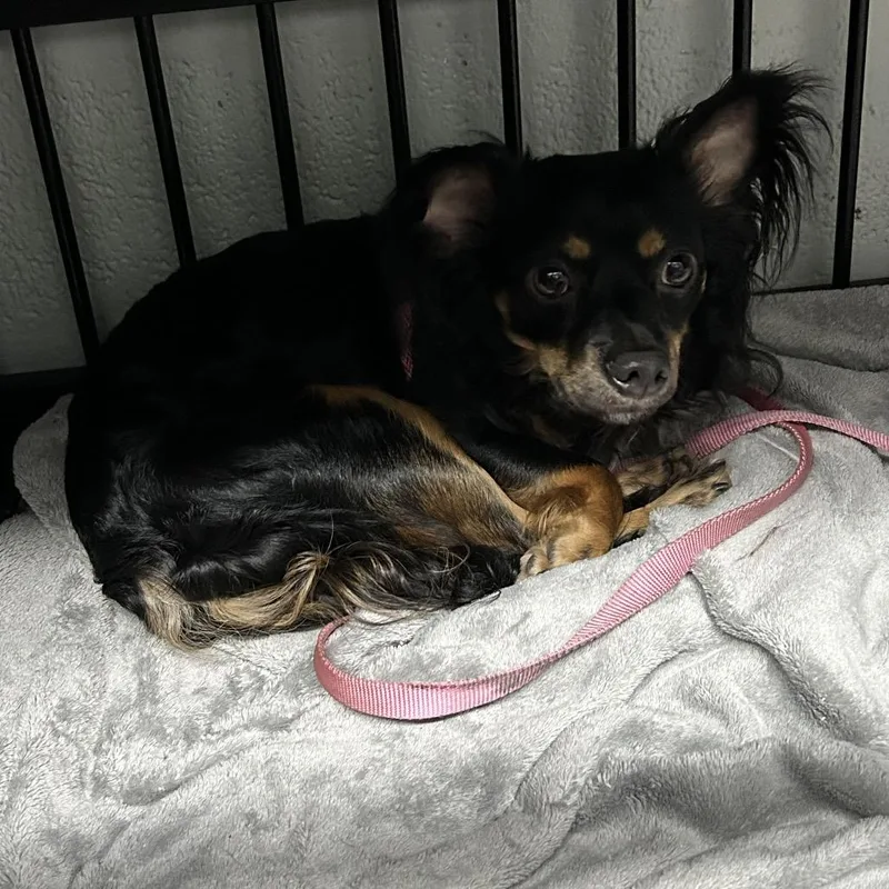 An adult small-sized male Black Chihuahua dog named Sergio for adoption in Jupiter, FL
