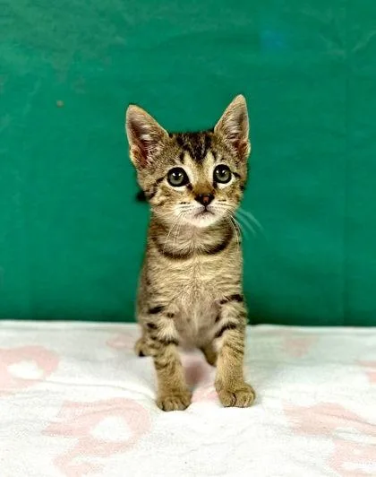 A baby small-sized male Domestic Short Hair cat named Tiny Tim for adoption in Visalia, CA
