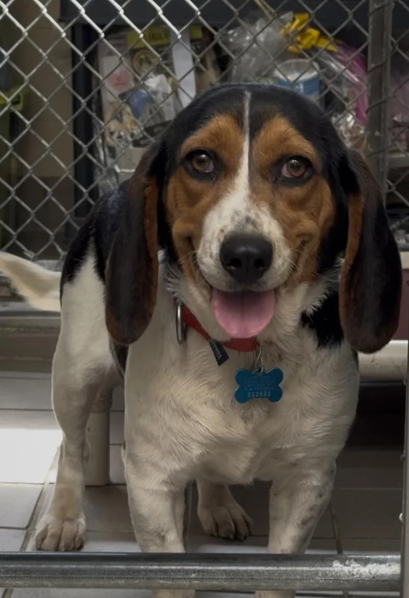 An adult medium-sized female Tricolor (Brown, Black, & White) Beagle dog named June for adoption in Wantagh, NY