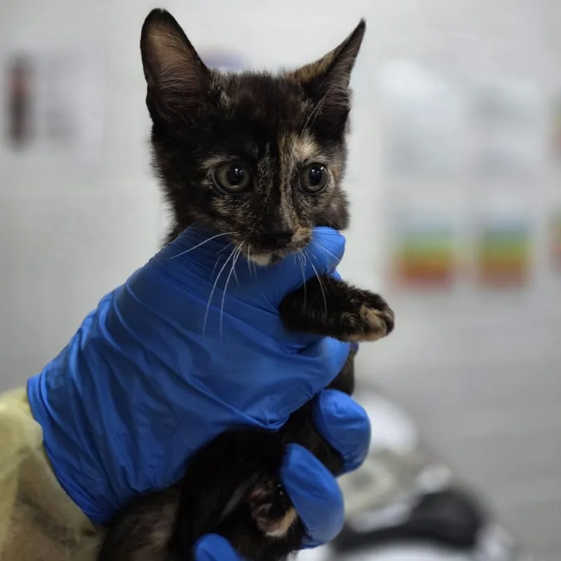 A baby small-sized female Tortoiseshell Domestic Short Hair cat named Chauvet for adoption in Incline Village, NV