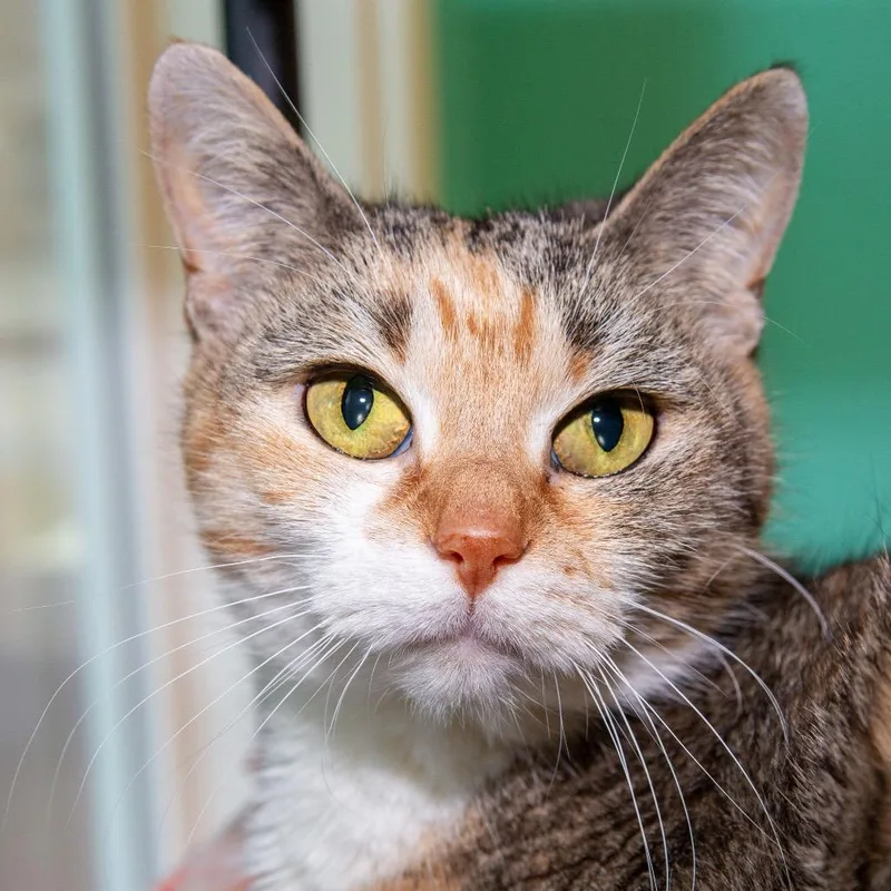 A senior medium-sized female Calico Domestic Short Hair cat named Kaka for adoption in Boston, MA