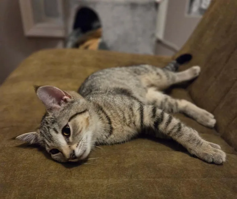 A baby small-sized female Domestic Short Hair cat named Lilly for adoption in Gorham, ME