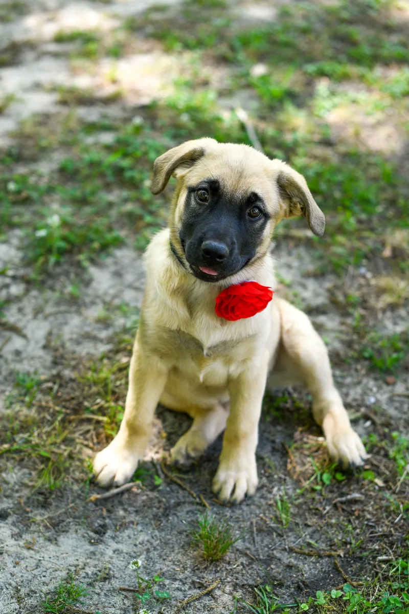 A baby medium-sized female Sable Mixed Breed dog named Dezi for adoption in BONIFAY, FL